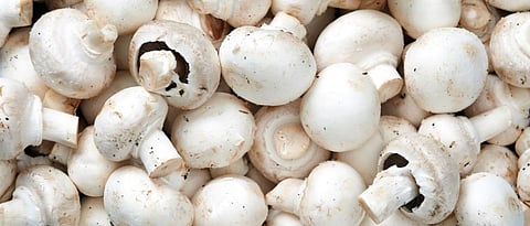 Alambi Mushroom.jpg
