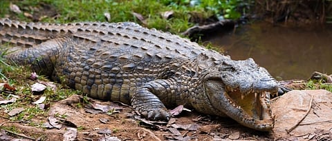 CROCODILE.jpg