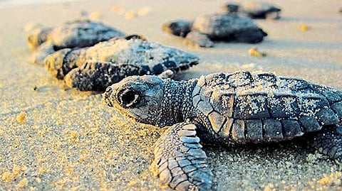 Turtle 