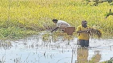  Wayngan farming