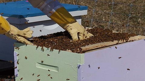 beekiping 