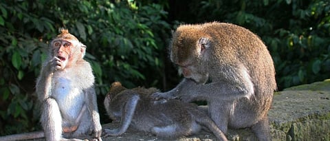 In Delhi, monkeys were also kept in isolation