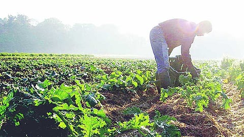 Summer Farming 