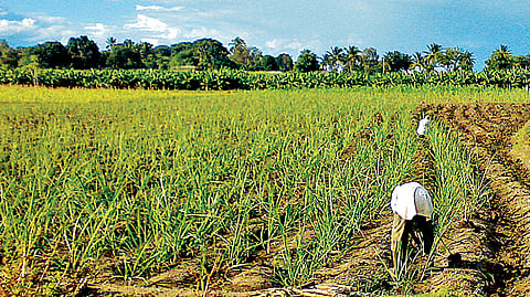  Agriculture 