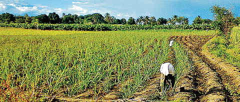  Agriculture 