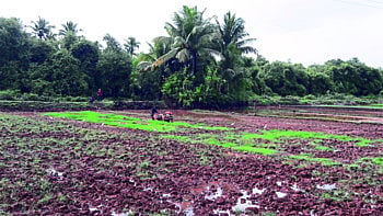 Agriculture| land