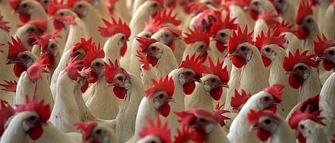 Goa: Poultry farms with over 5,000 birds need pollution clearance