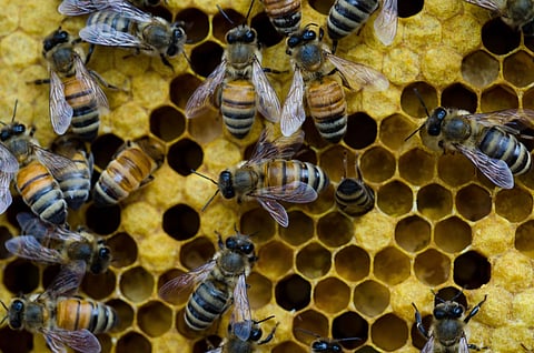 honey bee
