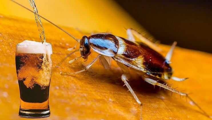 Viral: जपानमध्ये बनवली जाते Cockroach Beer