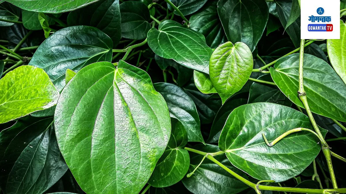 देवी-देवतांना दिवसानुसार अर्पण करावे विड्याचे पानं, आर्थिक समस्या होतील ...