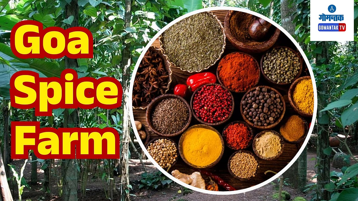 गोव्यातील मसाल्यांचे मळे ठरतायत गोव्यातील पर्यटनाचे आकर्षण...|Goa Spice ...
