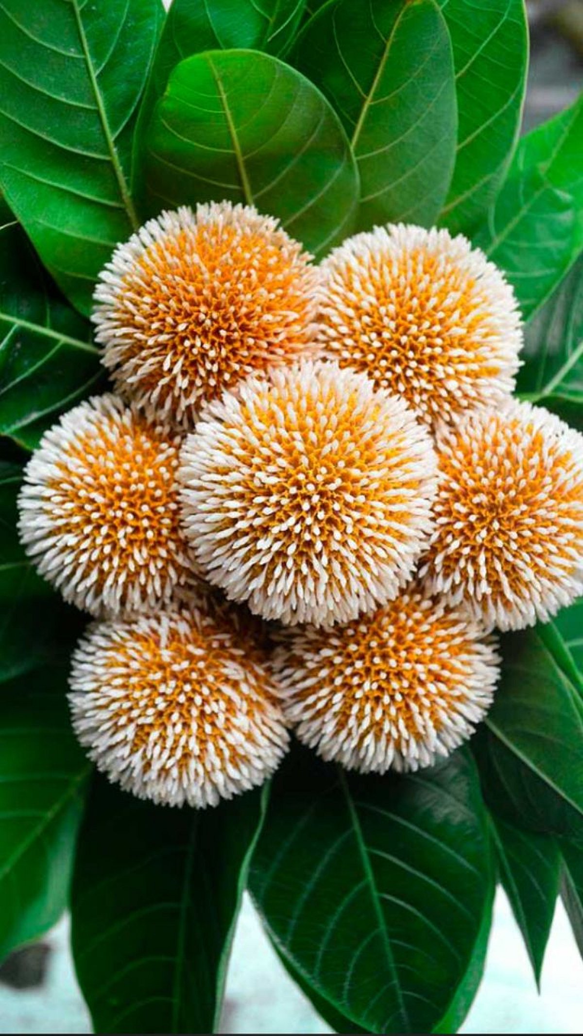 Kadamba Insect कदंबाचे झाड आरोग्याच्या 'या' समस्यांवर उपयुक्त kadamba tree health ...