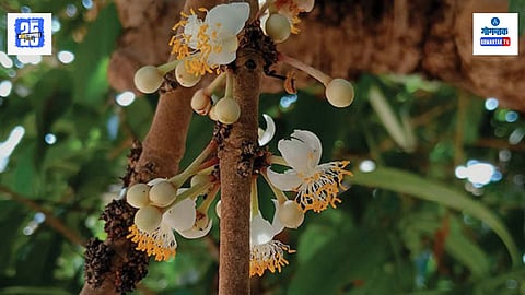 Surangi Flowers: शिशिर उलटून ग्रीष्म ऋतूत प्रवेश करत असताना सुरंगीची ...