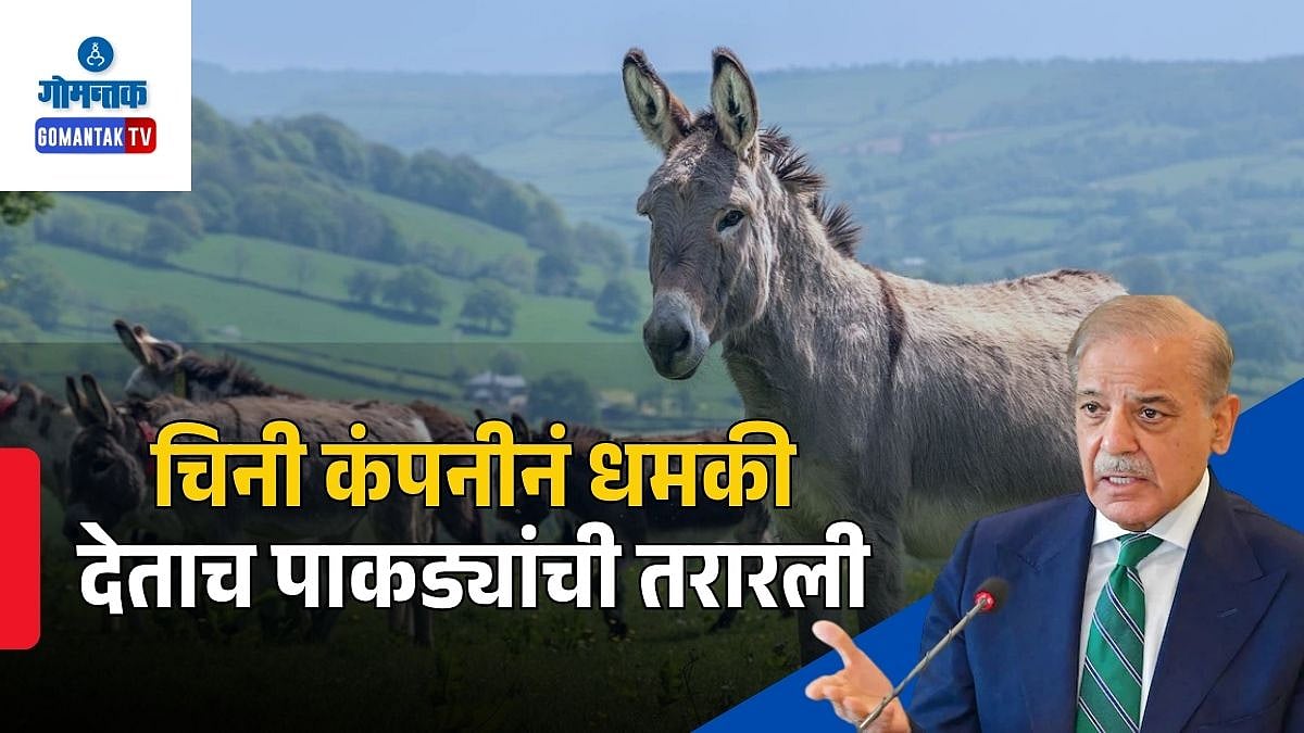 Pakistan Donkey Meat Export: चिनी कंपनीनं धमकी देताच पाकड्यांची तरारली ...