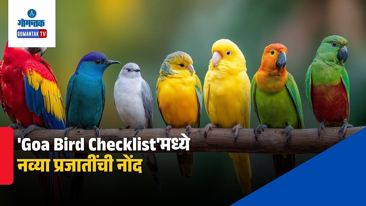 'Goa Bird Checklist'मध्ये नव्या प्रजातींची नोंद; पाच नव्या पक्ष्यांचा
