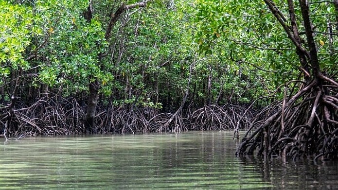 Can Mumbai Afford to Lose Its Mangroves?