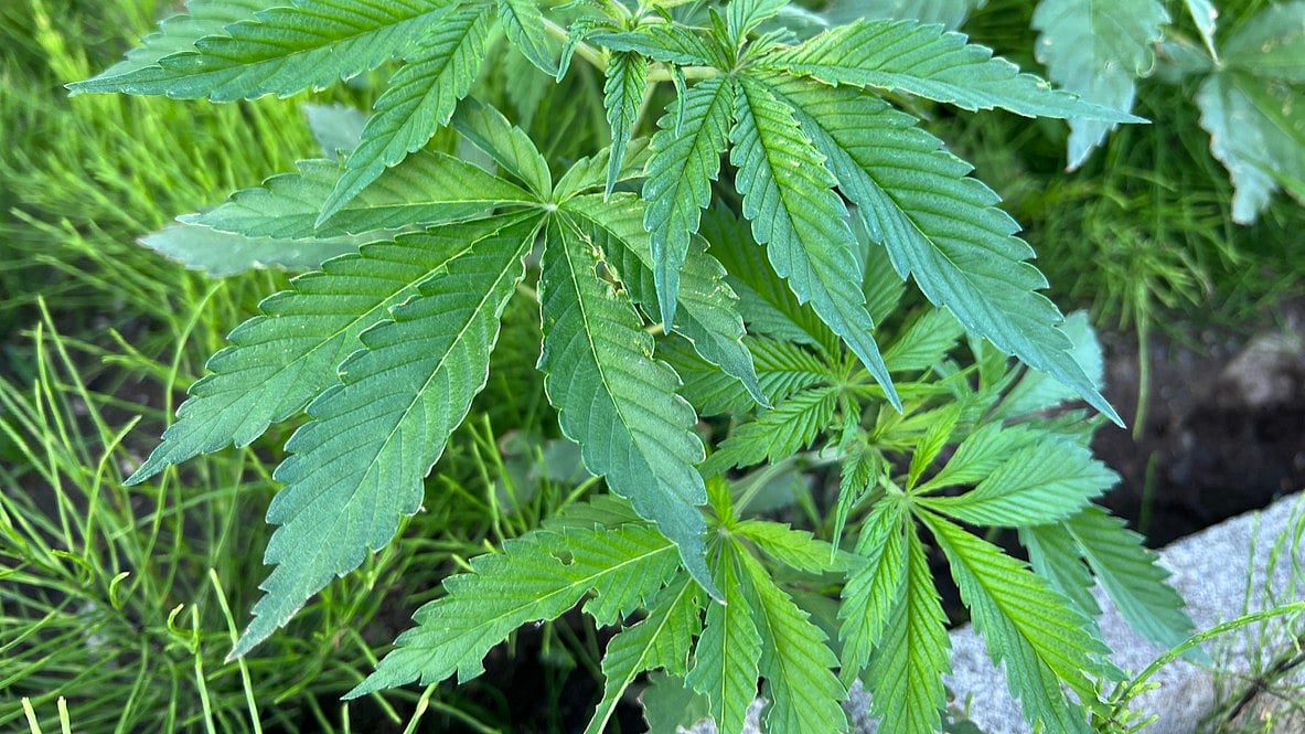 Leiutis Pharma’s synthetic CBD therapy for anxiety gets CDSCO’s global-first nod