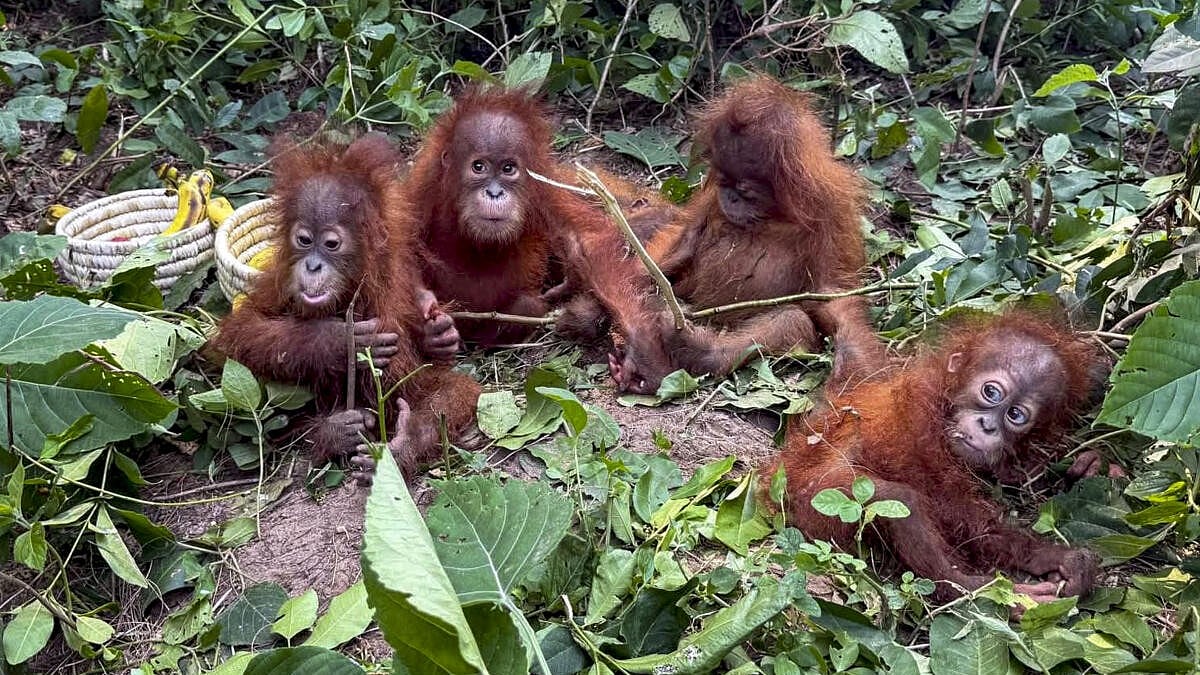 Orangutans in India: Illegal wildlife trade threatens endangered apes