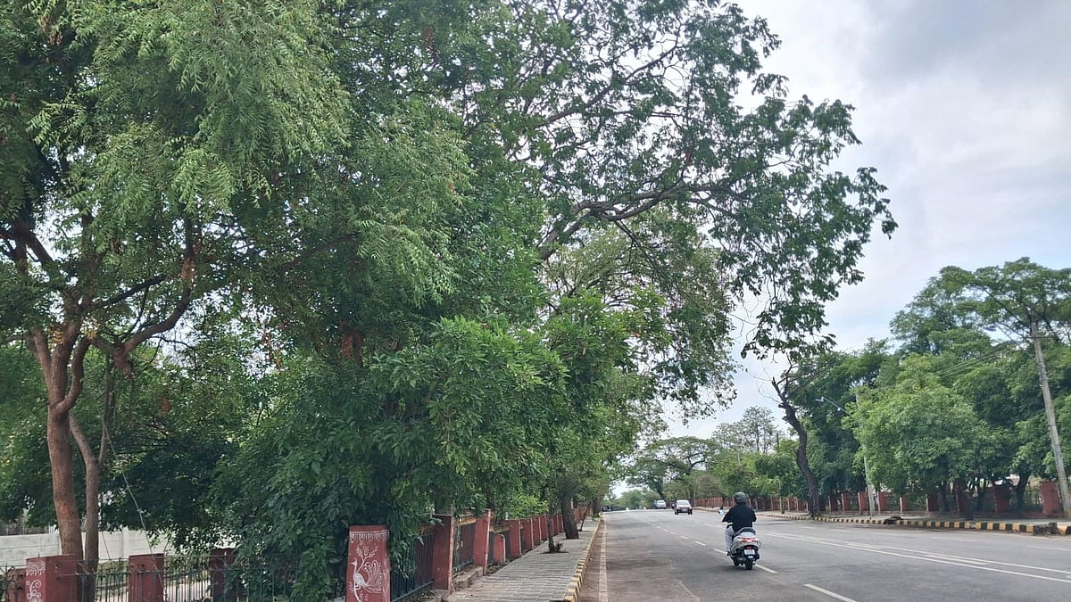 Much awaited Tree Authorities formed for Mysuru and Mandya districts