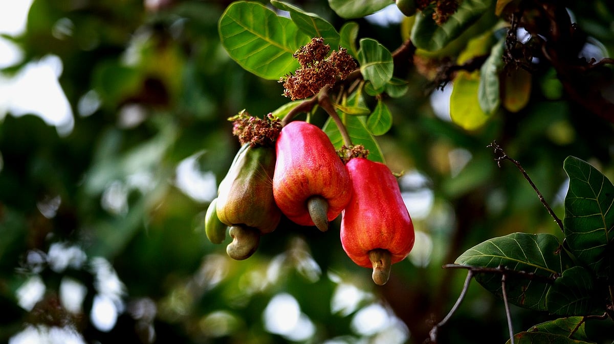 Rs 1 Crore for Cashew Sapling Development in Nurseries: Khandre