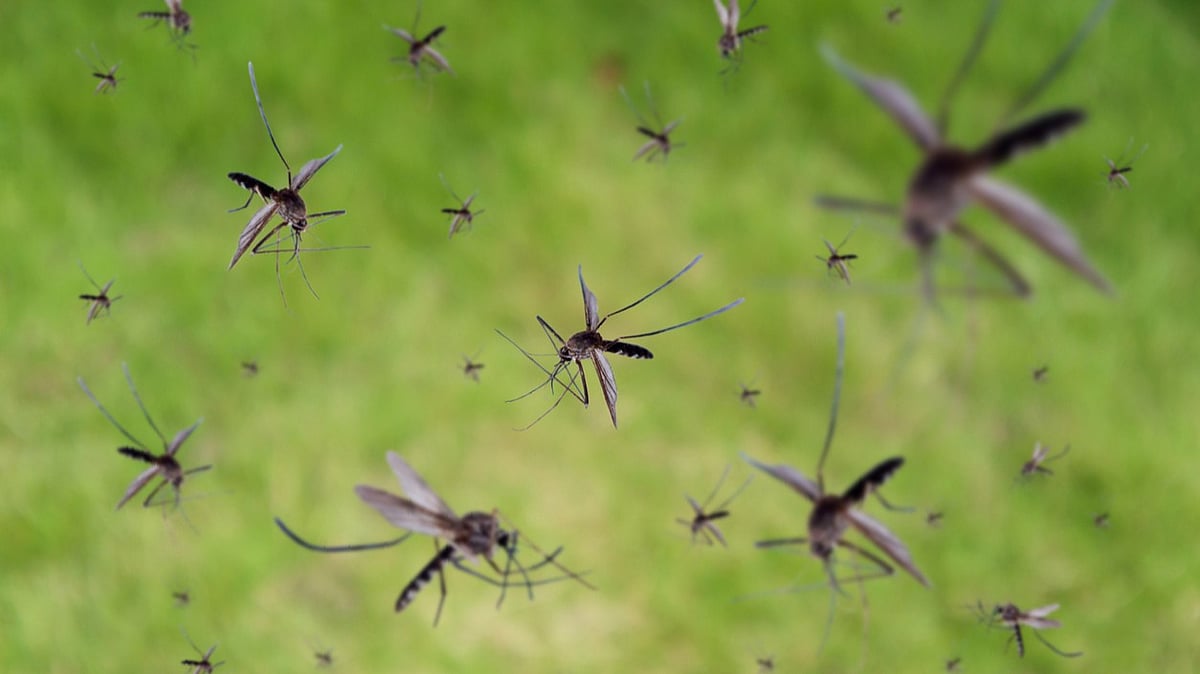 Scientists built a ‘mosquito toilet’: Their waste reveals West Nile & other viruses in the area