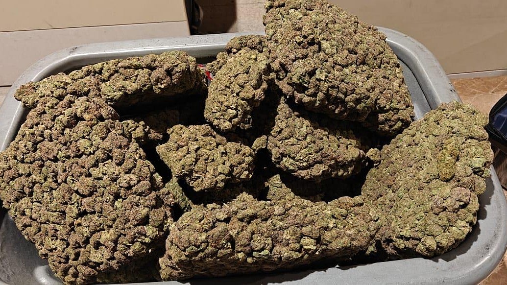 KIA customs seize record 520 kg hydroponic ganja in two months