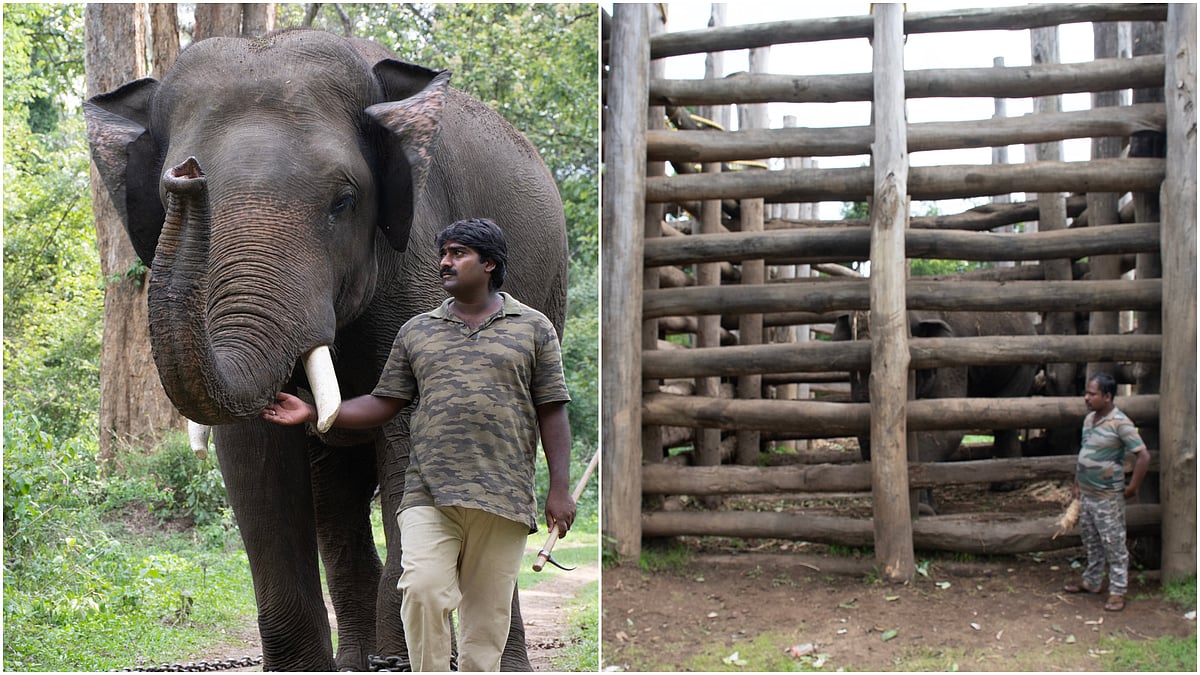 Forest dept bars visitors from feeding, taking flash selfies with captive elephants