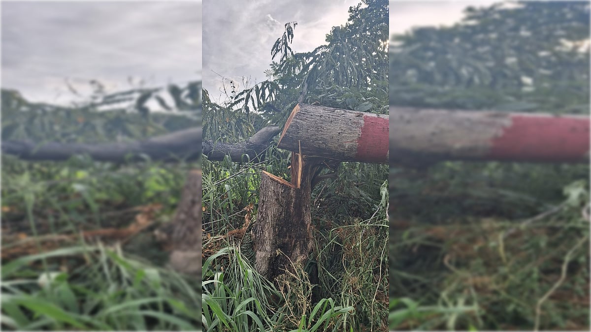 Atleast 30 trees chopped along Railway line near Mysuru's Kukkarahalli lake, says forest officials