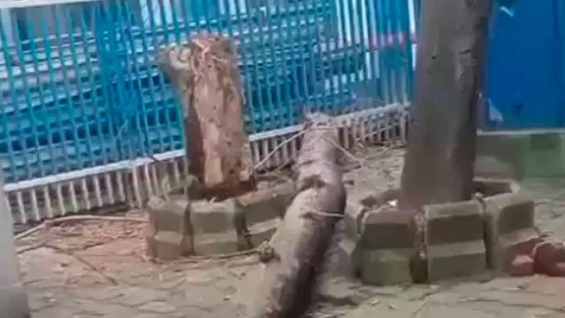 Kolkata hospital tragedy: Woman killed as tree falls at SSKM