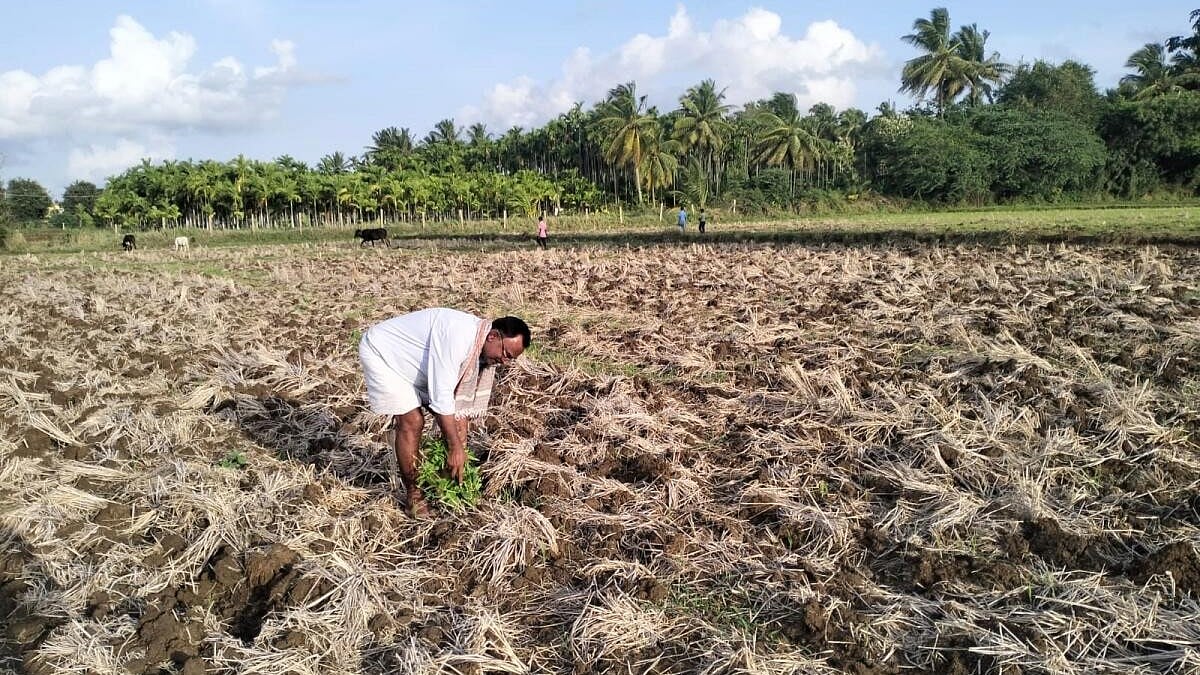 Saving areca over food crops: Central Karnataka farmers make hard choice amid drought