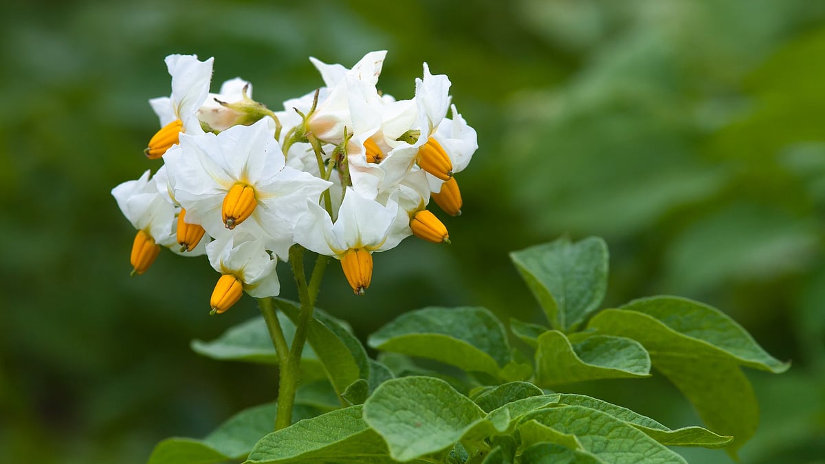 How potato taught the camera to see colour