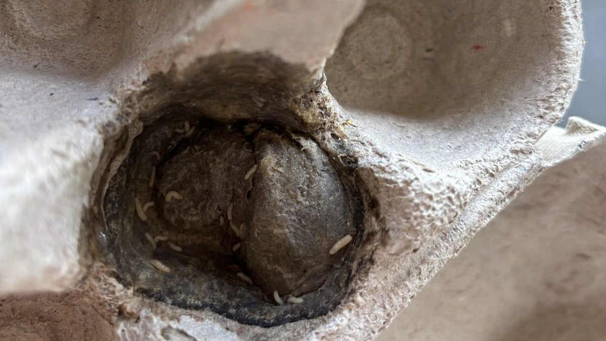 Worms in eggs: Karnataka food safety officials seal Blinkit store in Mangaluru