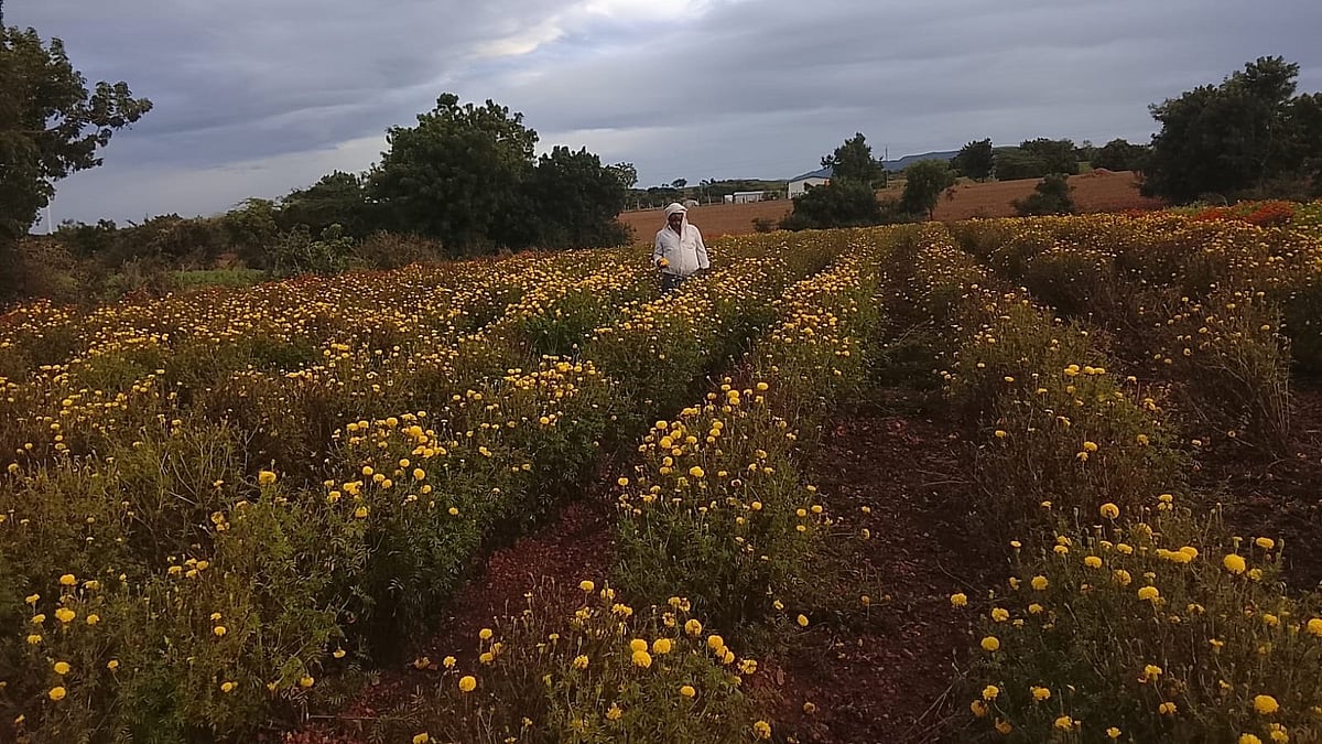 Flower growers hit by drought, poor price