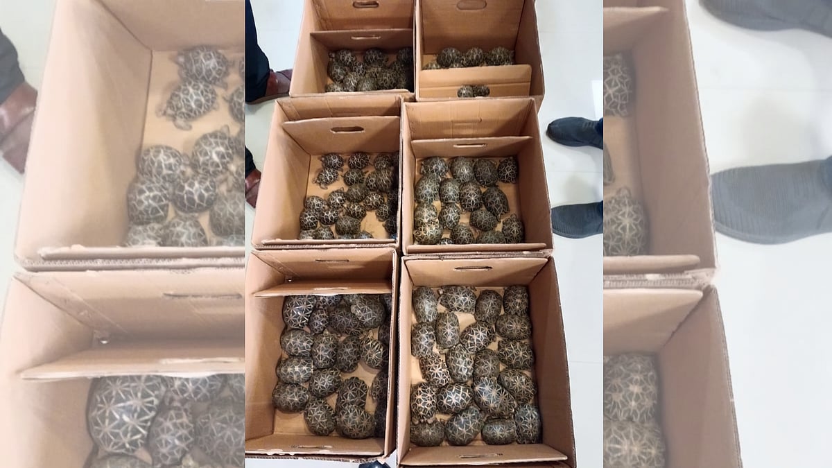 DRI seizes 180 live Indian Star Tortoises in Bengaluru