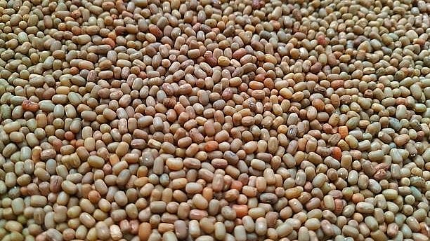 ICAR-CAZRI’s moth bean varieties survive 35-day dry spell in Rajasthan