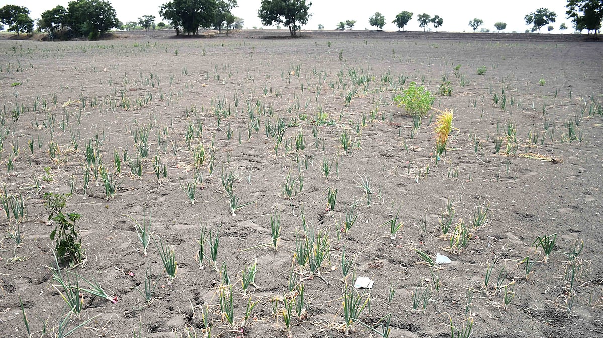 Greenery on farmland eludes Dharwad, Kalghatagi from getting drought tag