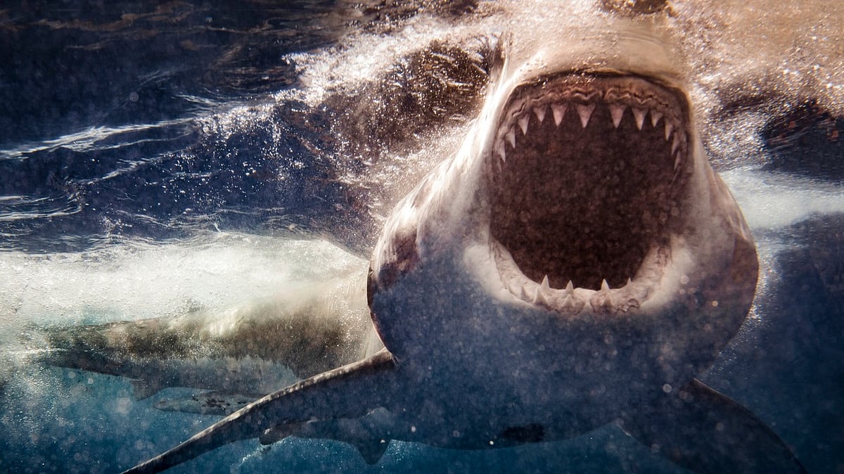 Swimmer killed in shark attack at popular Western Australia beach