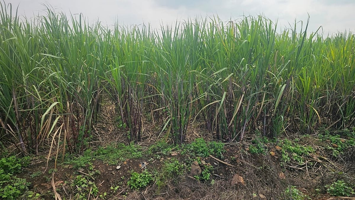 Karnataka sugarcane farmers demand Rs 5,500 per tonne as crushing season begins