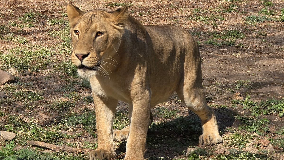 Four Asiatic lion cubs die in Shivamogga zoo