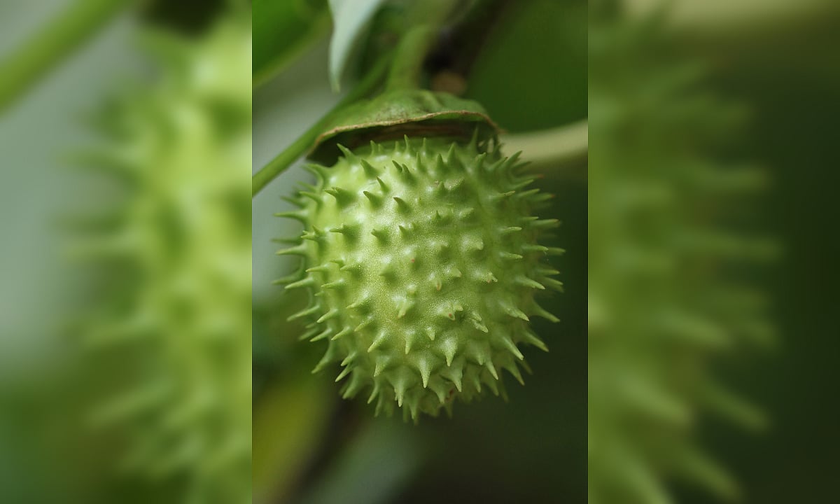 Datura: The deadly plant that fooled soldiers, doctors and recently a Bengaluru shopper