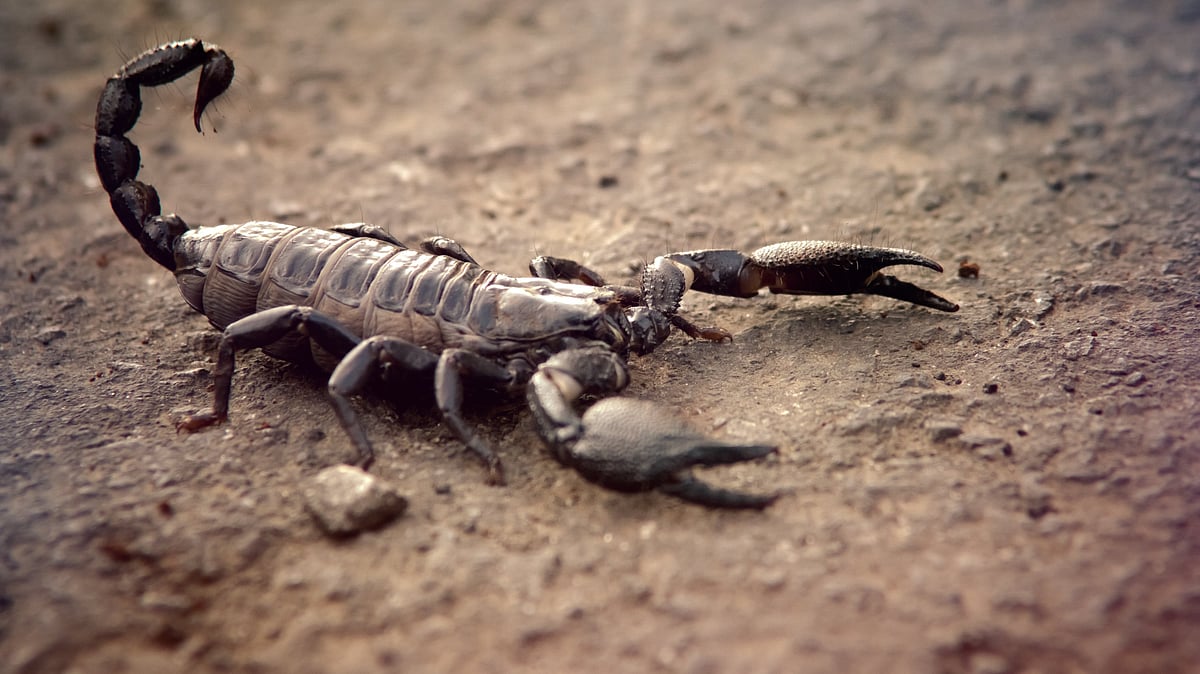 5-inch giants of the forest: The secret world of India’s Asian forest scorpions