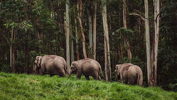 Wildlife’s burden of delayed justice