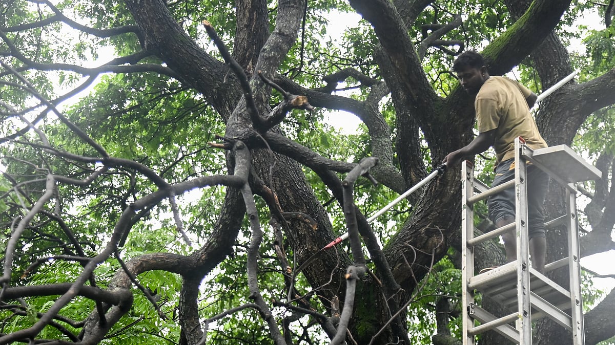 GBA to launch online portal for tree-felling applications