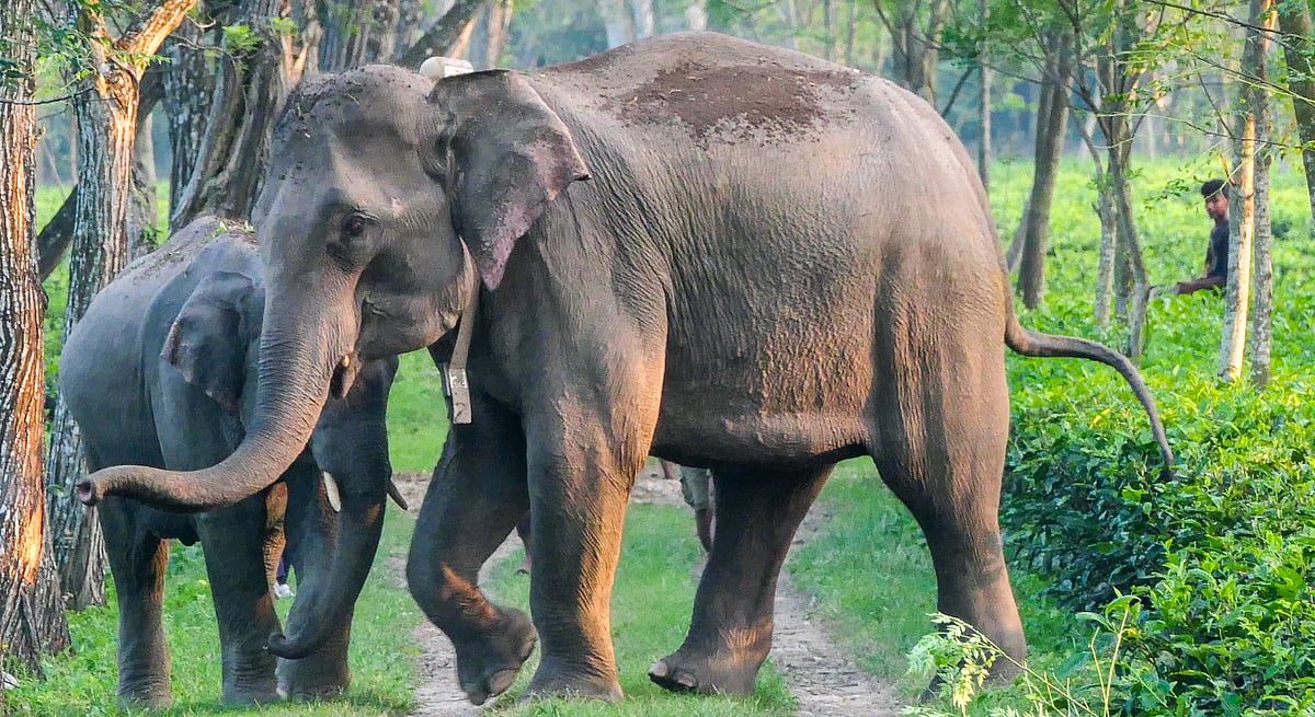 Elephant movement in human settlements increases during post-monsoon, finds GPS-tracking study