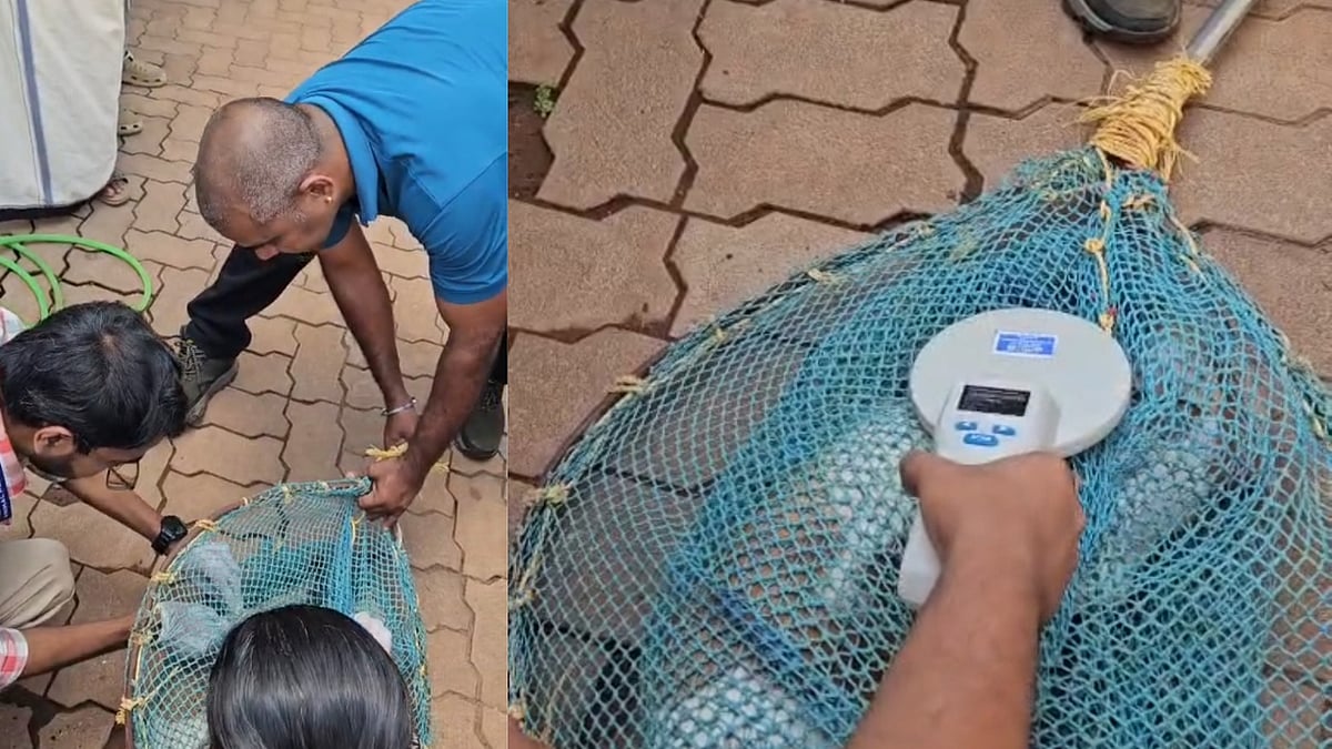 Bengaluru-based firm offers microchip solution for stray dog management initiated in Keralam