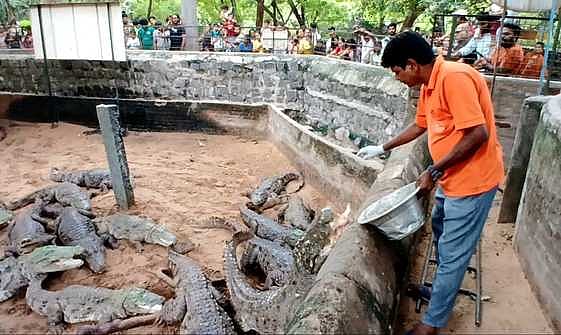 மாமல்லபுரம் அருகே முதலைப் பண்ணையில் சுற்றுலாப் பயணிகள் கூட்டம்