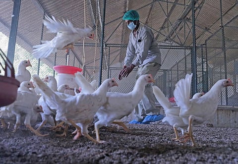 सावधान! मानव प्रतिरक्षा प्रणाली को खतरे में डाल रहा है, कृषि में बढ़ता एंटीबायोटिक दवाओं का उपयोग