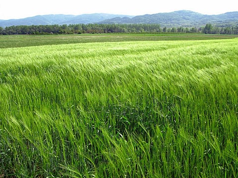 The report states that the difference between genetic engineering and conventional plant breeding was becoming less clear 