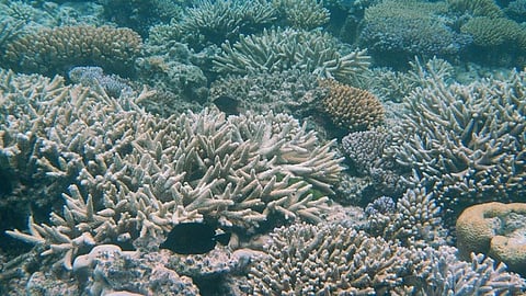 Australia is the only populated continent that was not mentioned in the report, which was produced by UNESCO, UNEP, and the Union of Concerned Scientists. It comes in the wake of one of the Great Barrier Reef’s most significant coral bleaching events – one widely attributed to climate change
Credit:Robert Linsdell
