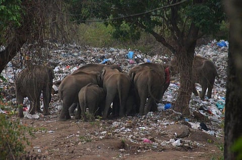A herd of elephants feeding from waste at the dump yard (The Shola Trust)